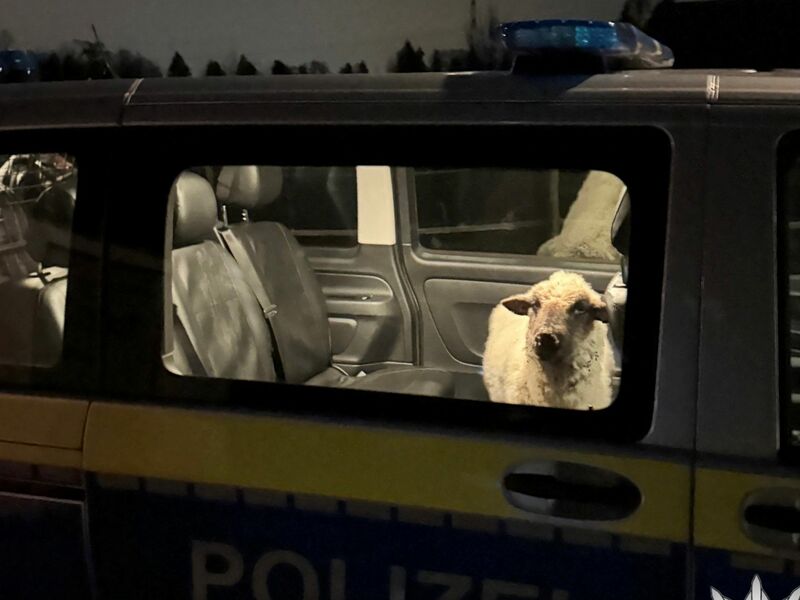 Die Polizei sperrt das entlaufene Schaf in den Streifenwagen. - Foto: Polizeipräsidium Konstanz/dpa