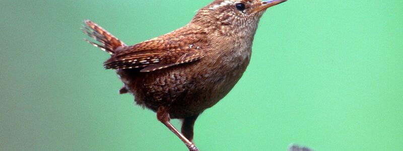 Kritisch wird es vor allem für kleine Tiere schnell. (Archivbild) - Foto: -/NABU/dpa