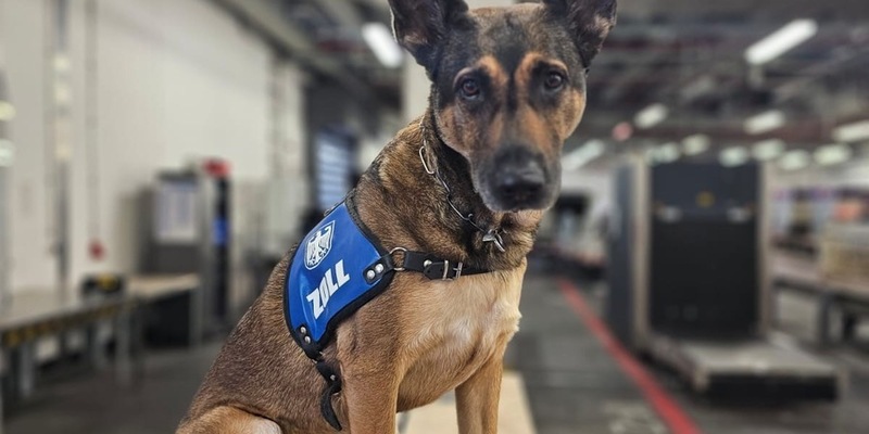 HZA-F: Mehr als 19 Kilogramm Kokain durch Frankfurter Flughafenzoll beschlagnahmt - Rauschgiftspürhund Fly erschnüffelt Rauschgift im Reisekoffer - Foto: presseportal.de
