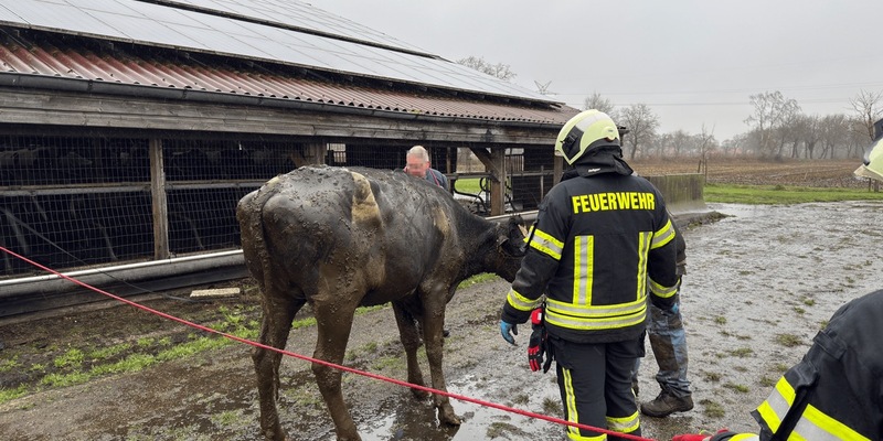 FW-AUR: Zwei Kühe aus Lebensgefahr gerettet - Foto: presseportal.de