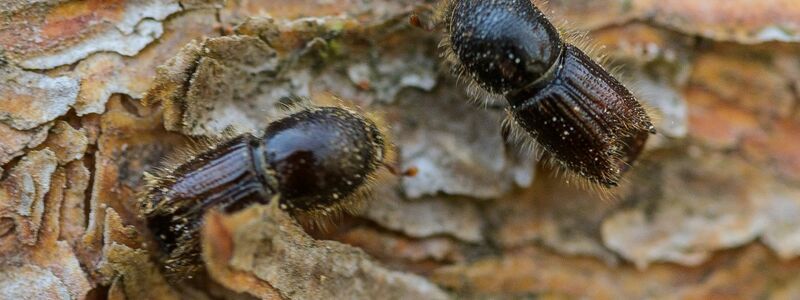 So genannte Buchdrucker, eine Käferart aus der Familie der Fichtenborkenkäfer, sitzen auf der Rinde einer Fichte. (Archivbild) - Foto: Andreas Arnold/dpa