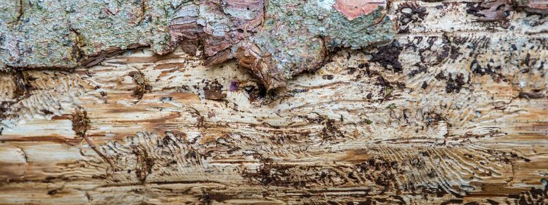Eine vom Borkenkäfer befallene Fichte liegt auf dem Waldboden. Unter der Rinde kann man das Fraßbild der Buchdrucker-Käferlarven sehen. (Archivbild) - Foto: Lino Mirgeler/dpa