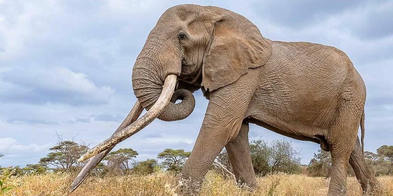 Craig zeugte mehrere Kälber und trug damit zur Weitergabe seltener genetischer Merkmale bei. - Foto: -/Kenya Wildlife Service/dpa