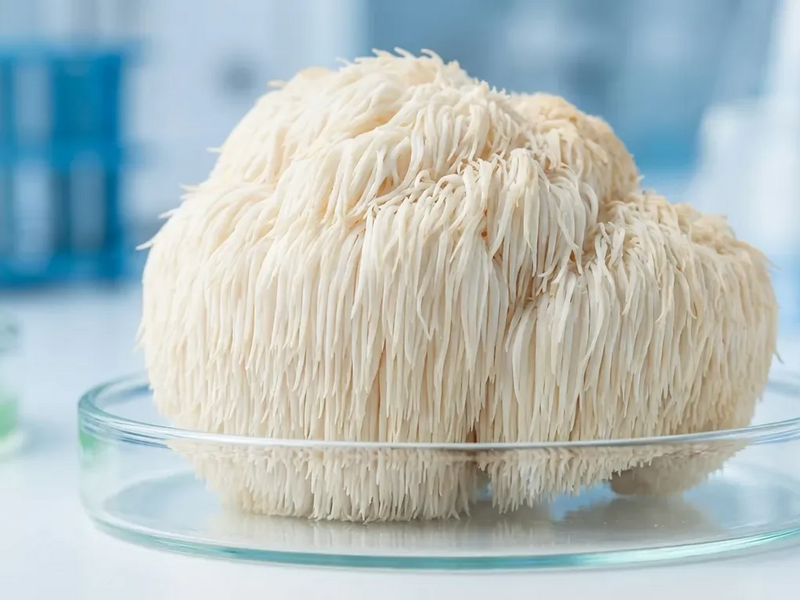 Igelstachelbart: Dieser Pilz soll das Gehirn stärken - Foto: über boerse-global.de