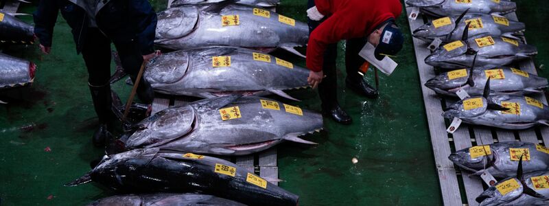 Die Gebotspreise für Thunfisch haben sich nach einem starken Einbruch durch die Coronavirus-Pandemie erholt. - Foto: Louise Delmotte/AP/dpa