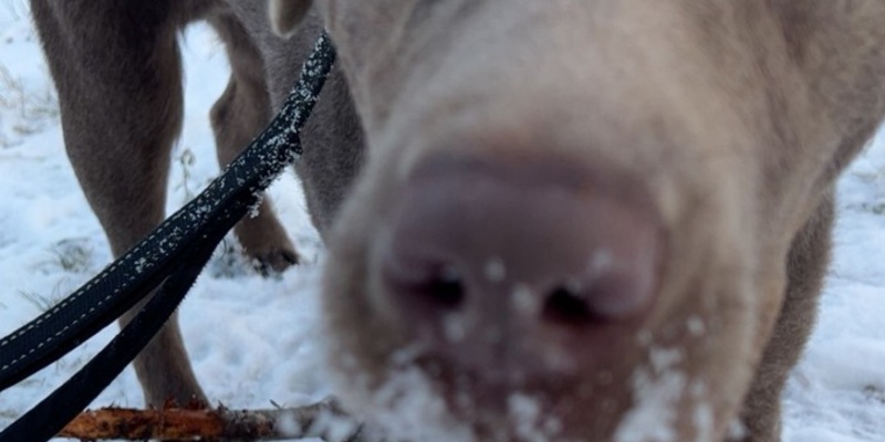 LPI-EF: Hundehalter gesucht - Foto: presseportal.de