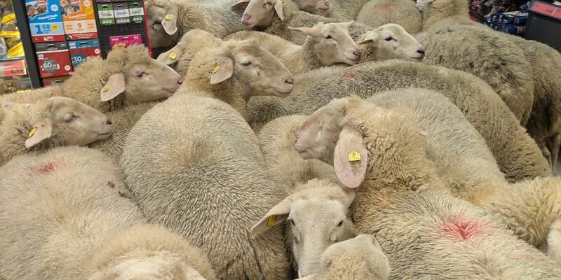 Schafe im Supermarkt - gekauft haben sie nichts. - Foto: -/REWE Group/dpa