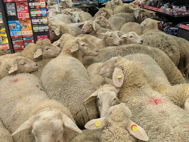 Schafe im Supermarkt - gekauft haben sie nichts. - Foto: -/REWE Group/dpa