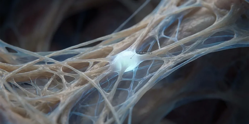 Magen 40: TCM-Akupunkturpunkt erhält wissenschaftliche Erklärung - Foto: über boerse-global.de