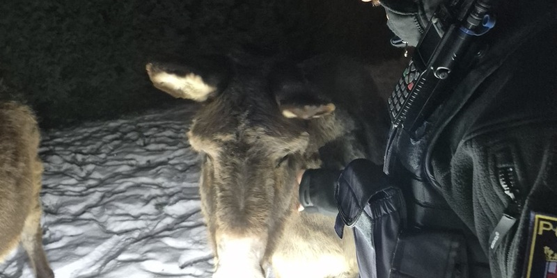 POL-PDWO: Oberwiesen - Esel auf Nachtwanderung - Foto: presseportal.de