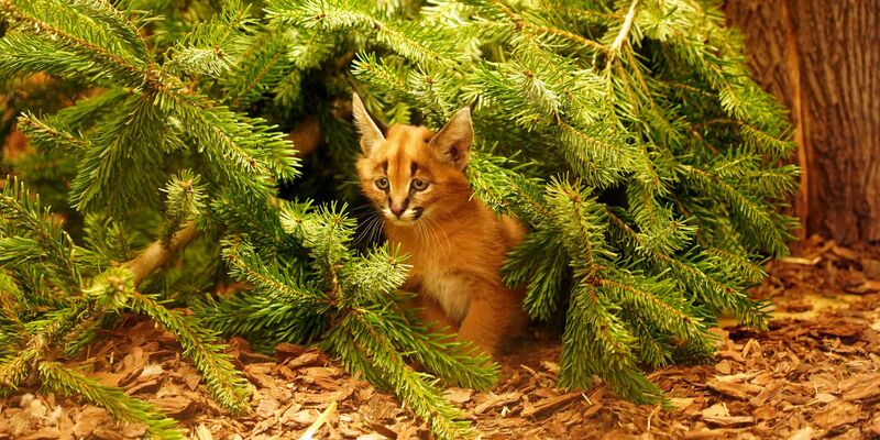 Das Karakal-Jungtier Karlos kam im November zur Welt. (Handout) - Foto: -/ Zoo Dresden/dpa