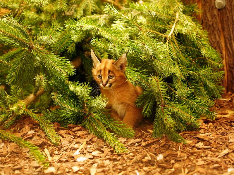 Das Karakal-Jungtier Karlos kam im November zur Welt. (Handout) - Foto: -/ Zoo Dresden/dpa