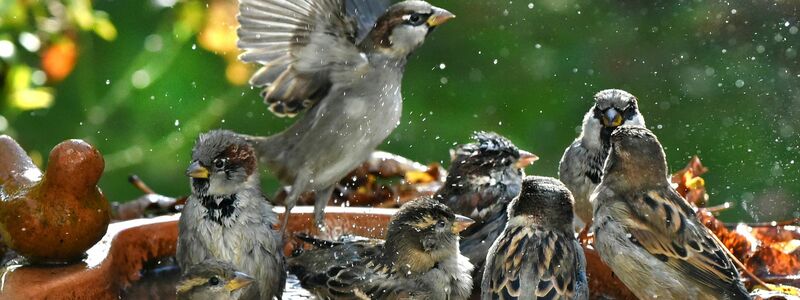 Haussperlinge sind immer in der Gruppe unterwegs und brauchen deshalb Nistplätze und Nahrung für viele Vögel. (Symbolbild) - Foto: Waltraud Grubitzsch/dpa