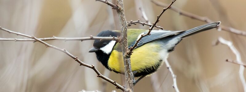 In Gärten und Parks lassen sich im Winter oft Kohlmeisen beobachten. (Symbolbild) - Foto: Silas Stein/dpa