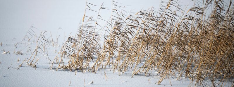 Ab der Nacht auf Freitag bestimmt das Sturmtief «Elli» das Wetter zum Großteil in Deutschland. - Foto: Philip Dulian/dpa
