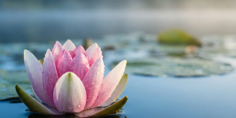 Lotusblütenprinzip wird 2026 zur Führungs-Währung - Foto: über boerse-global.de