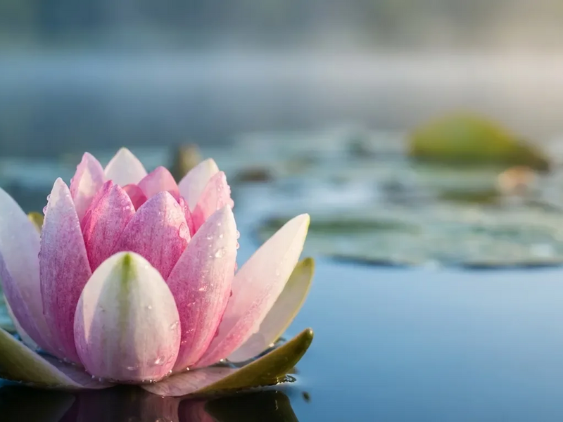 Lotusblütenprinzip wird 2026 zur Führungs-Währung - Foto: über boerse-global.de