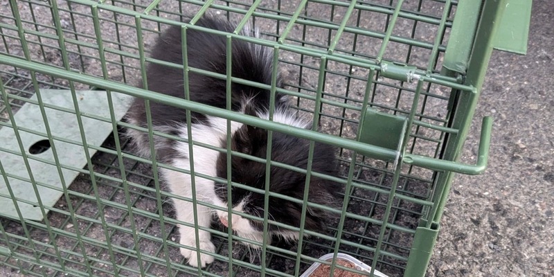 HZA-SW: Zoll und Polizei retten blinden Passagier - Kätzchen überlebt Reise in LKW aus der Türkei bis nach Schweinfurt - Foto: presseportal.de