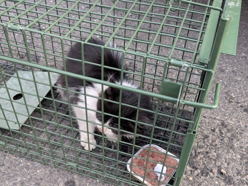 HZA-SW: Zoll und Polizei retten blinden Passagier - Kätzchen überlebt Reise in LKW aus der Türkei bis nach Schweinfurt - Foto: presseportal.de