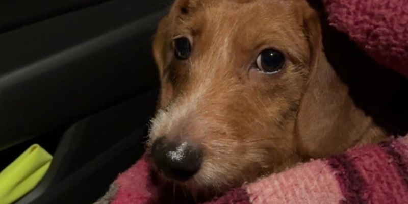 POL-NMS: 260108-2-pdnms Wer kennt den Dackel in Neumünster ? - Foto: presseportal.de