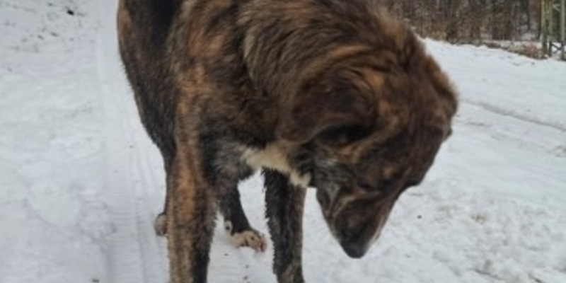 POL-PDNR: Freilaufender Hund hält Polizei in Atem - Foto: presseportal.de