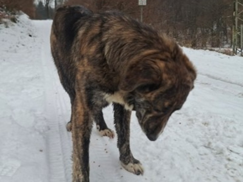 POL-PDNR: Freilaufender Hund hält Polizei in Atem - Foto: presseportal.de