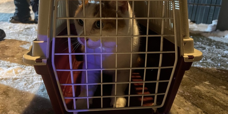 FW Celle: Katze aus Baum gerettet - Foto: presseportal.de