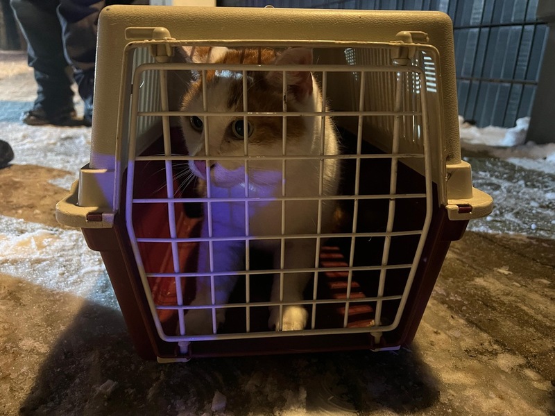 FW Celle: Katze aus Baum gerettet - Foto: presseportal.de