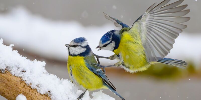 Gerade wenn es kalt ist, kann an den Futterstellen viel los sein. (Symbolbild) - Foto: Patrick Pleul/dpa