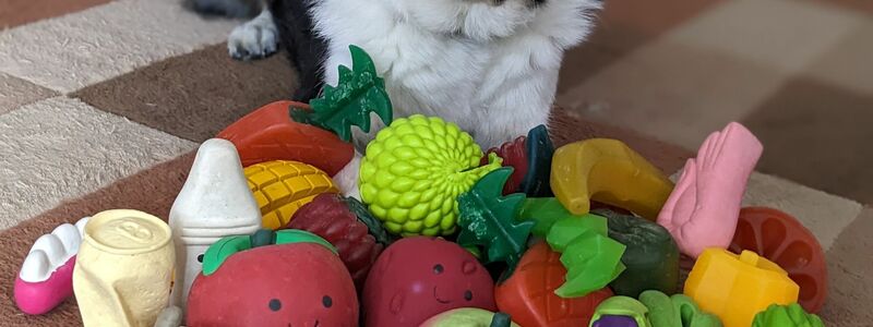 Der elf Jahre alte Border Collie-Rüde Bryn aus Großbritannien kennt die Namen von etwa 100 Spielzeugen. - Foto: Helen Morgen/EurekAlert/dpa