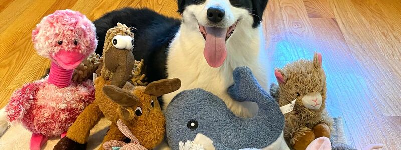 Die sieben Jahre alte American Shepherd-Hündin kannte bereits vor dem Versuch viele Spielzeuge. - Foto: Francine Hannan/EurekAlert/dpa