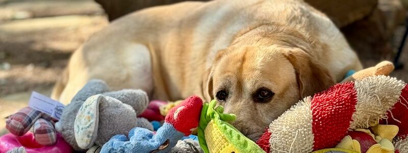 Manche Hunde können aus Gesprächen von Menschen mehr lernen als bisher vermutet. - Foto: Don Harvey/EurekAlert/dpa