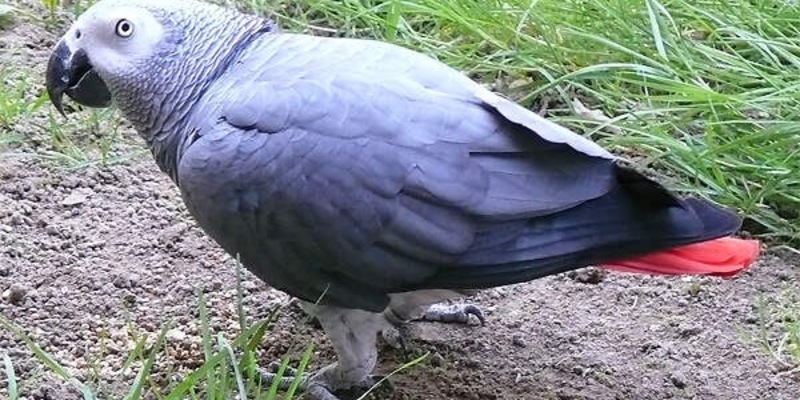 POL-PDWIL: Vermisster Graupapagei - Foto: presseportal.de