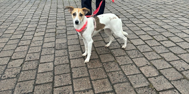 POL-PIOPP: Hündin auf Erkundungstour in der Oppenheimer Neustadt - Foto: presseportal.de