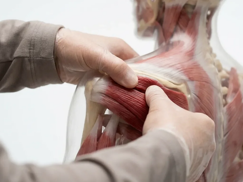 Neue Studien stärken manuelle Therapie bei Muskelschmerzen - Foto: über boerse-global.de