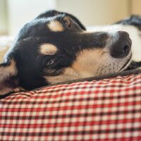 Die Mehrheit der Haustiere schläft laut Umfrage in einem eigenen Körbchen. (Archivbild) - Foto: picture alliance / Nicolas Armer/dpa