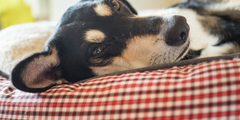 Die Mehrheit der Haustiere schläft laut Umfrage in einem eigenen Körbchen. (Archivbild) - Foto: picture alliance / Nicolas Armer/dpa