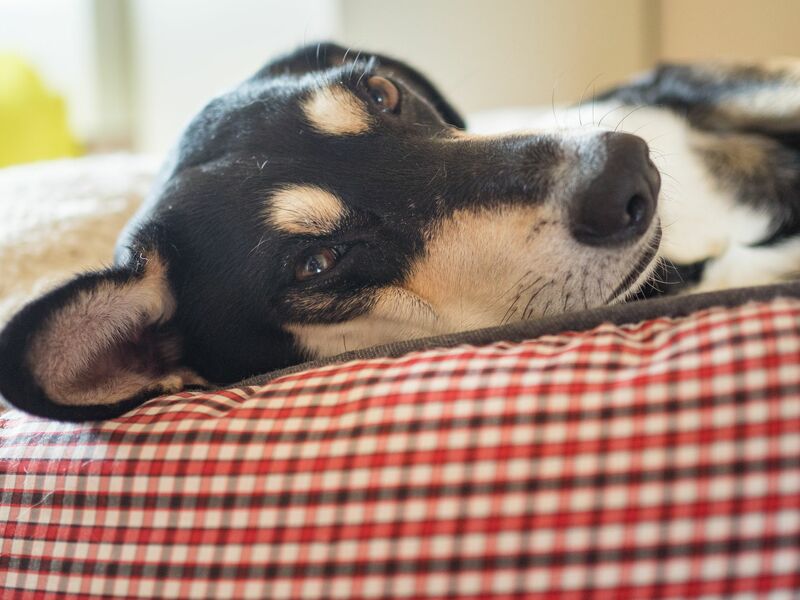 Die Mehrheit der Haustiere schläft laut Umfrage in einem eigenen Körbchen. (Archivbild) - Foto: picture alliance / Nicolas Armer/dpa