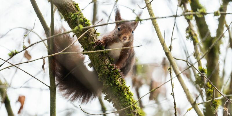 Eichhörnchen kommen im Winter oft nicht an ihre Vorräte heran. (Archivbild)  - Foto: Silas Stein/dpa