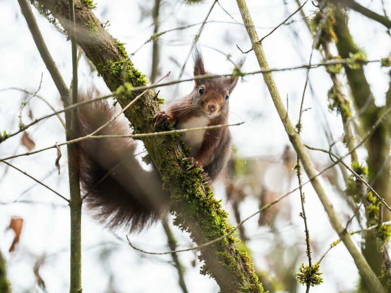 Eichhörnchen kommen im Winter oft nicht an ihre Vorräte heran. (Archivbild)  - Foto: Silas Stein/dpa