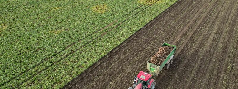 Die Preise für viele Agrarprodukte sind derzeit unter Druck. (Archivbild)  - Foto: Jan Woitas/dpa