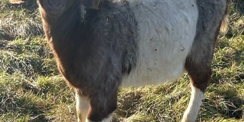 POL-PDWIL: Diebstahl eines Zickleins - Zeugen gesucht - Foto: presseportal.de