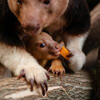 Geboren wurde das Tierchen schon vor einigen Monaten, aus dem Beutel gewagt hat sich das kleine Känguru jedoch erst jetzt.  - Foto: -/Chester Zoo/dpa