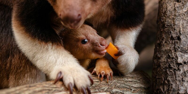 Geboren wurde das Tierchen schon vor einigen Monaten, aus dem Beutel gewagt hat sich das kleine Känguru jedoch erst jetzt.  - Foto: -/Chester Zoo/dpa