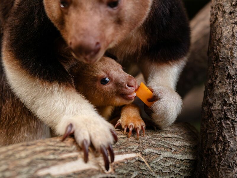 Geboren wurde das Tierchen schon vor einigen Monaten, aus dem Beutel gewagt hat sich das kleine Känguru jedoch erst jetzt.  - Foto: -/Chester Zoo/dpa