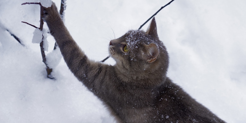 - Foto: PetYu (bluefrog pharma GmbH) über pressetext.de