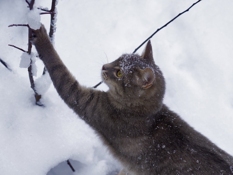  - Foto: PetYu (bluefrog pharma GmbH) über pressetext.de