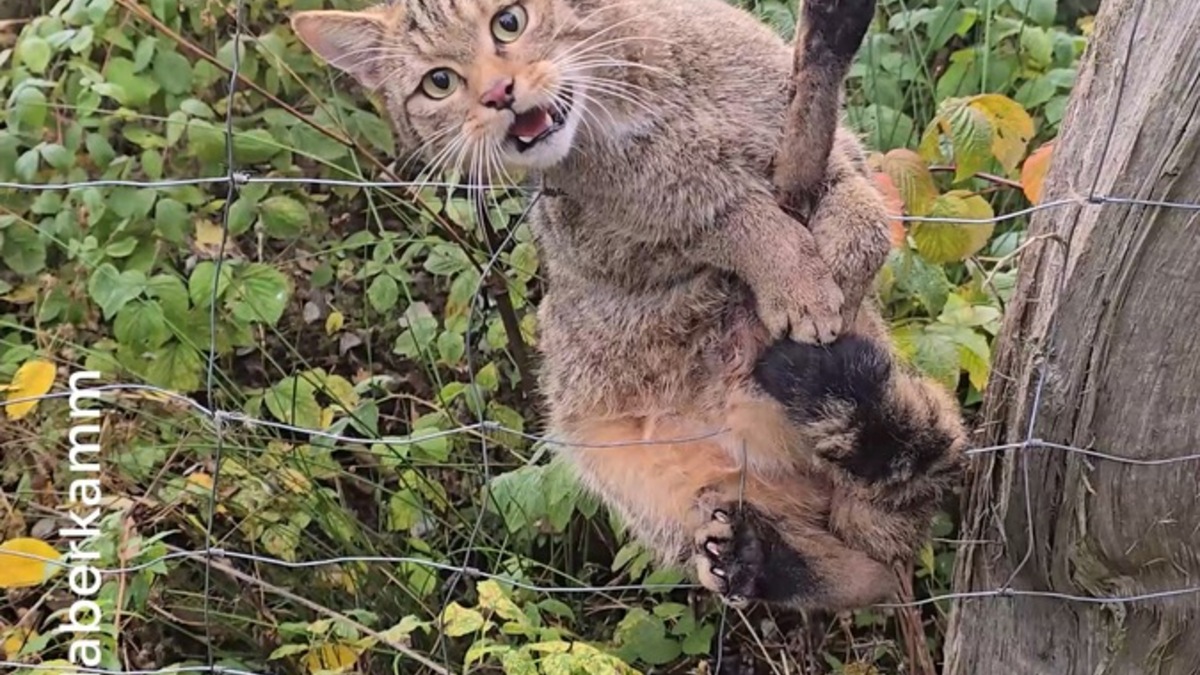 Wildkatze nach Jahrhunderten zurück im hohen Norden / Genetische Haaruntersuchung liefert erstmals den 100-prozentigen Nachweis - Foto: presseportal.de