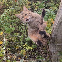 Wildkatze nach Jahrhunderten zurück im hohen Norden / Genetische Haaruntersuchung liefert erstmals den 100-prozentigen Nachweis - Foto: presseportal.de