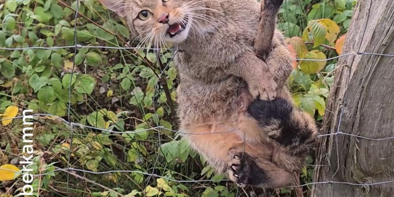 Wildkatze nach Jahrhunderten zurück im hohen Norden / Genetische Haaruntersuchung liefert erstmals den 100-prozentigen Nachweis - Foto: presseportal.de